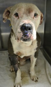 Daijon after surgery