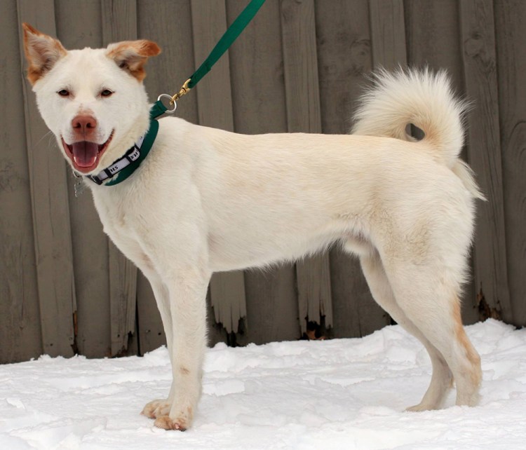 Alex flashes his sweet smile. Photo credit: Treasured k9s