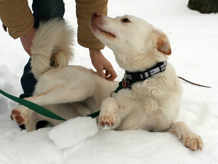 Alex enjoying a good scratch. Photo credit: Treasured k9s.