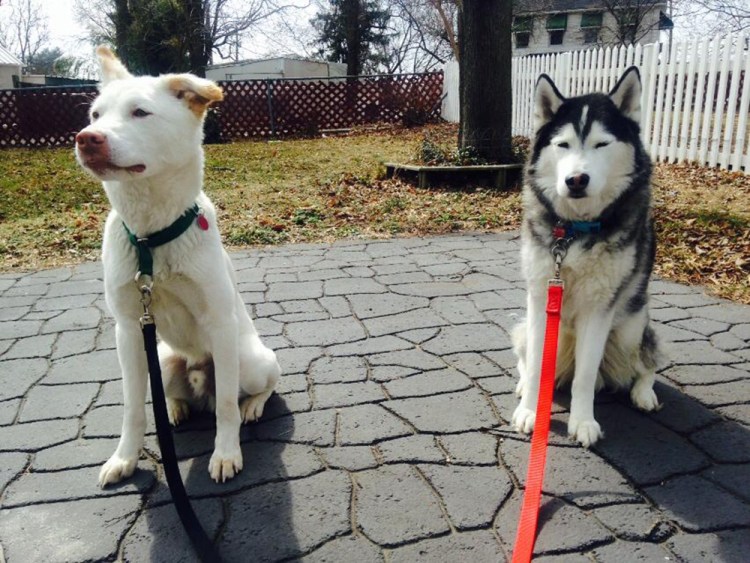 Alex and his foster brother, Cosmo. Photo credit: Treasured k9s.