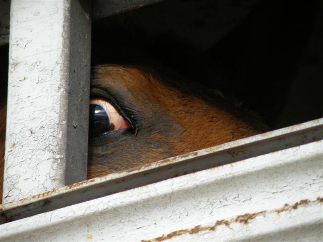 The terrified eye of a horse headed to slaughter. Photo credit: rtfitchauthor.com