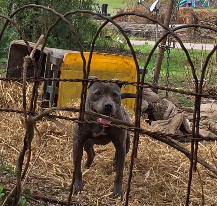 This pit bull has spent his entire life chained to a trash can, which his owner considers to be a suitable doghouse.