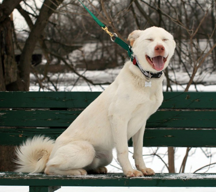 Alex having a zen moment. Photo credit: Treasured k9s.