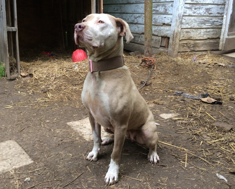 This is the sweet blonde and white pit bull who touched me deeply. She’d obviously been bred numerous times. 