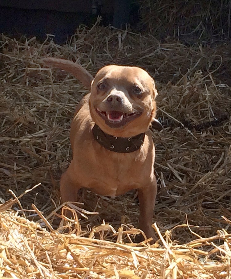 This desperate little Chihuahua couldn’t stop barking with excitement when we arrived. A dog like this belongs on someone’s lap, not on a tether. 