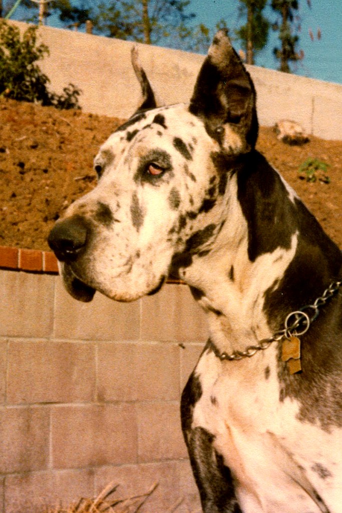 Harley the harlequin. My dad never got over losing him.