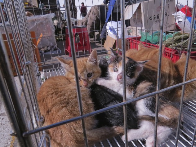 Kittens await their fate in a meat cage. Photo credit: SayNoToDogMeat.Net