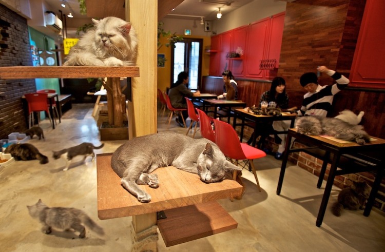 A typical South Korean cat cafe. Photo credit: korcan50years.com
