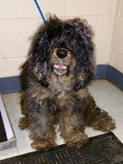 This is how Ronzo looked when he arrived at the Clayton County Animal Shelter.