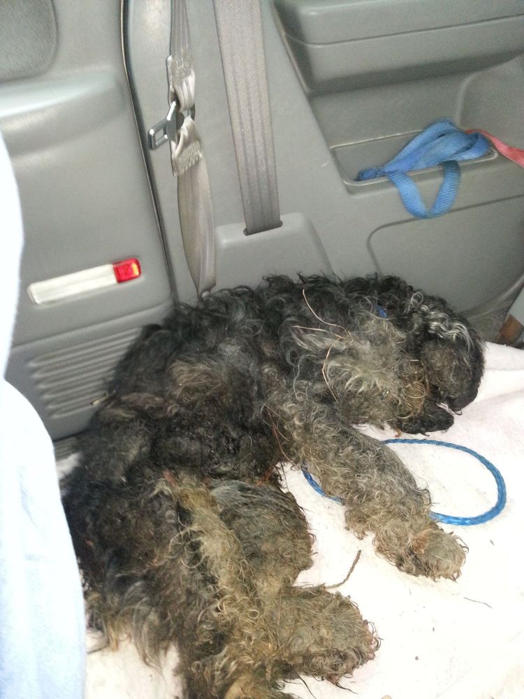 A very sick and matted Ronzo on his way to Peachtree Corners Animal Clinic.