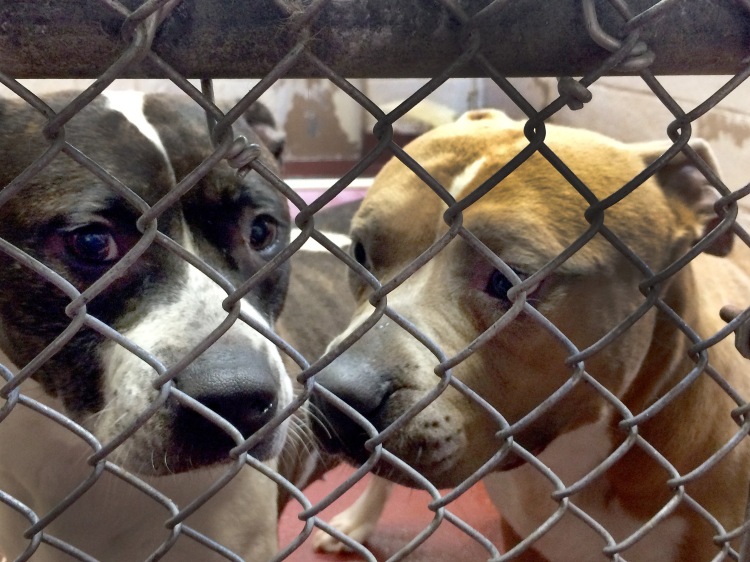 Two sorrowful kennel mates. I wished I could save them all.