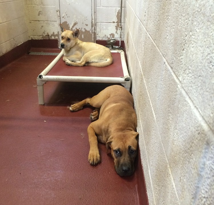 The red girl minutes after I first saw her, a hidden gem among throngs of homeless dogs.