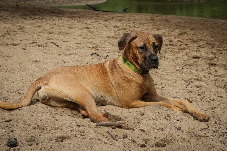 Mandy taking a break from swimming with her doggie pals at the nature preserve near Chrissy's house. She's an active girl and Chrissy has been amazing making sure she gets plenty of exercise!
