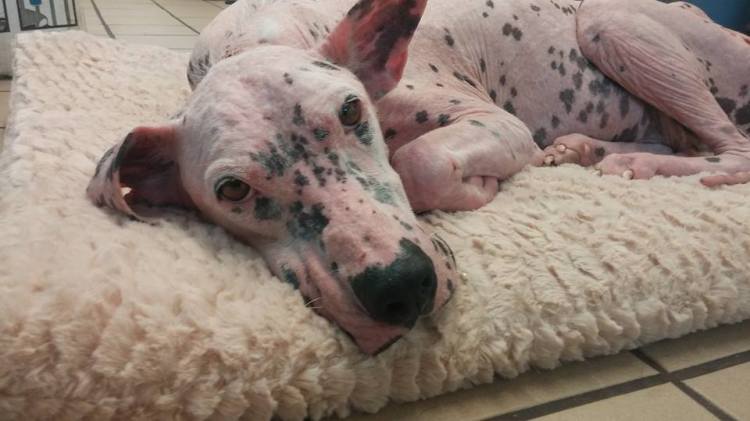 Sunshine enjoying the comforts of a doggie bed at the clinic. Photo credit: Pause for Paws.
