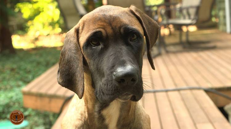 Pocket's adorable, floppy face. Don't you just want to kiss it? Photo credit: Martyn Stewart