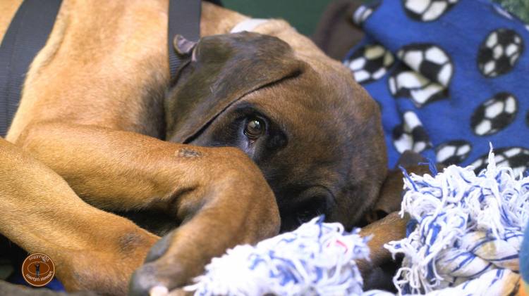 Pocket snuggles in his new doggie bed. Could he be dreaming or had he found heaven? Photo credit: Martyn Stewart