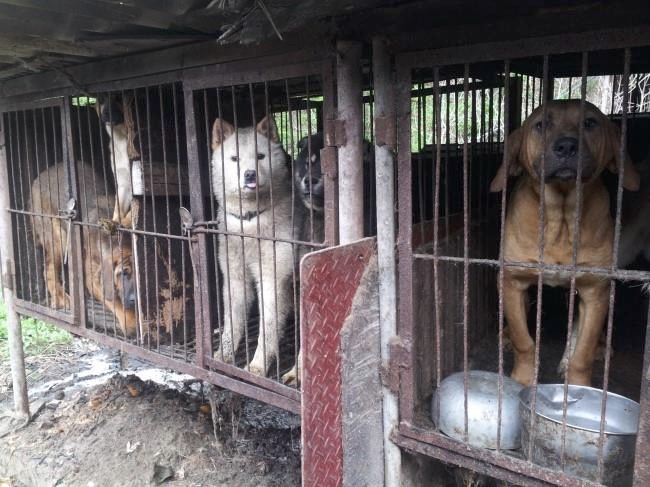 SK dog meat farm