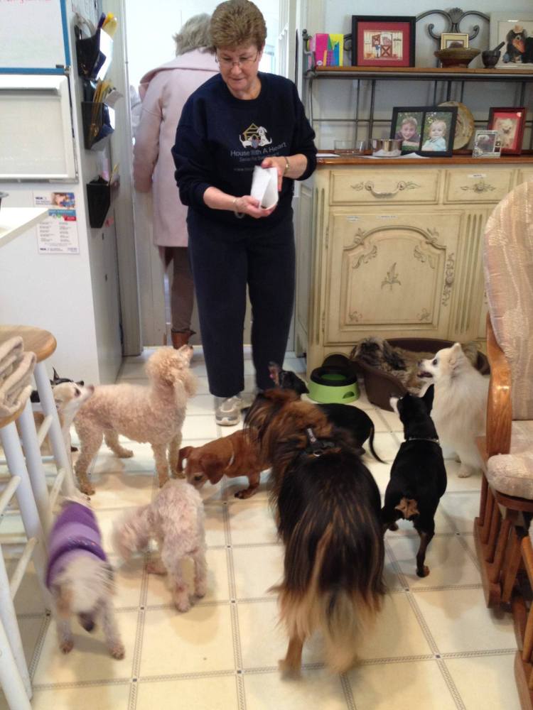 Volunteer Wendy and pups