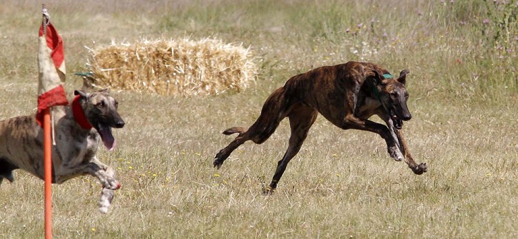 galgos coursing