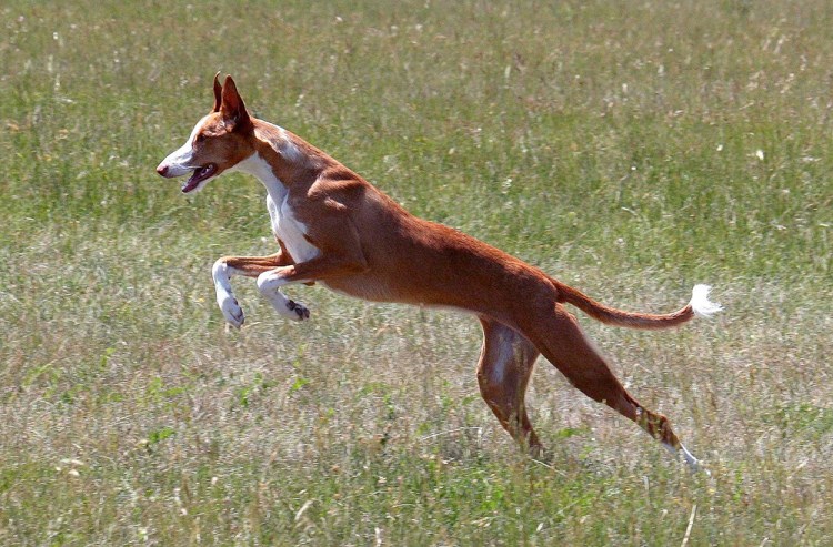 Podenco