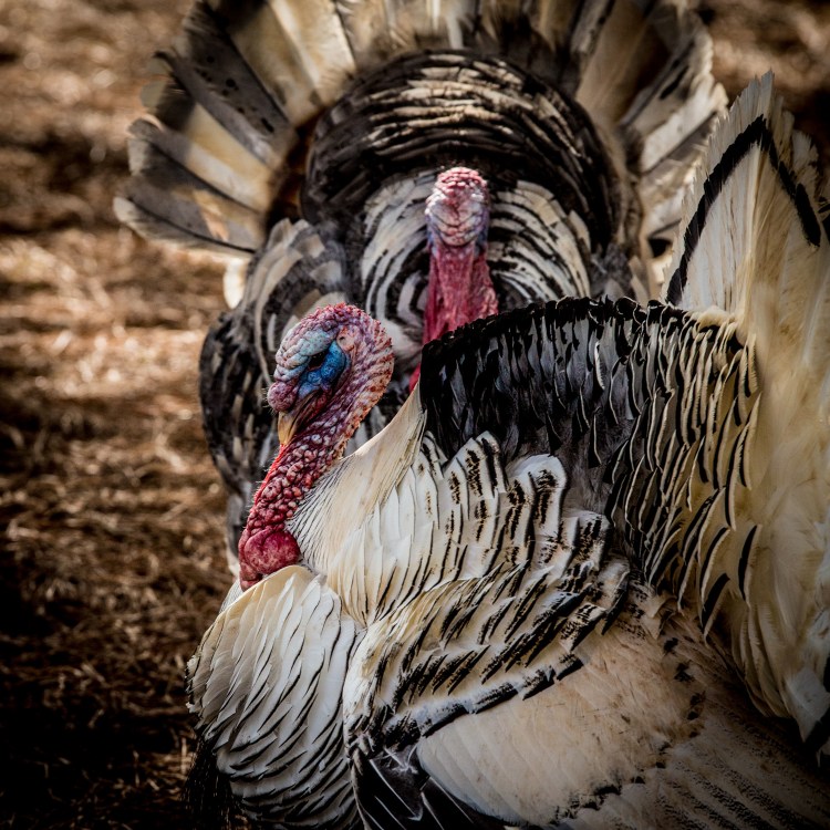 Turkeys