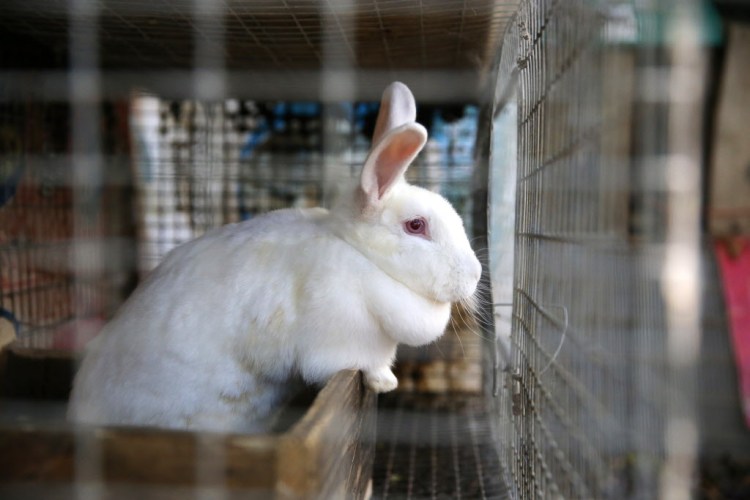 MS Puppy Mill Rescue, Site 2