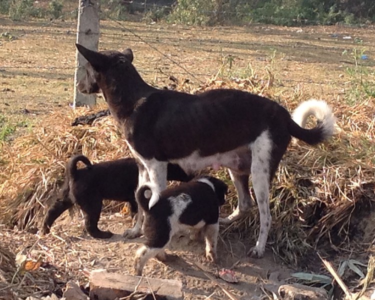 Kathmandu street dogs-2-blog