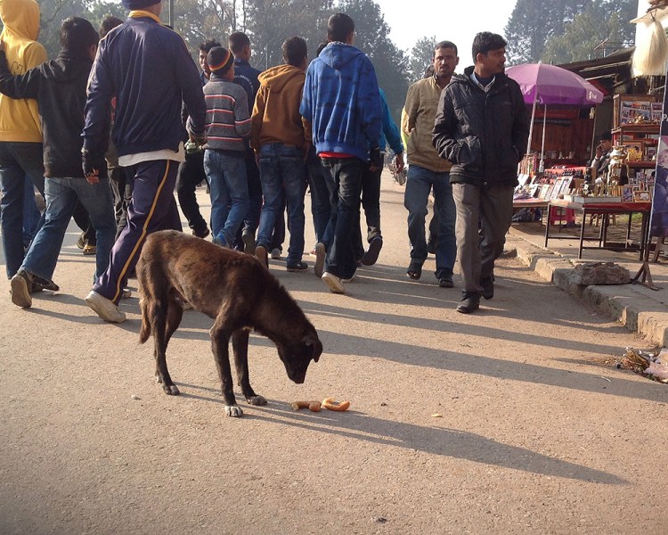 Kathmandu street dogs-3-blog