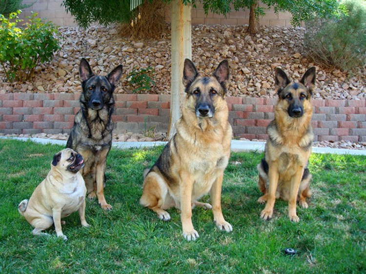 The Babies - July '08-2