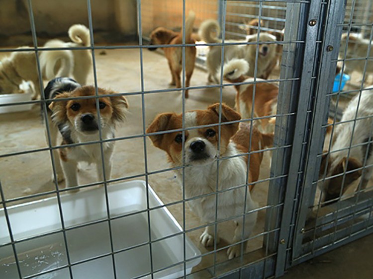 120 dogs at HSI shelter-HSI