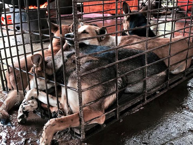 Dogs in cages-Yulin 2016-AH&amp;WF