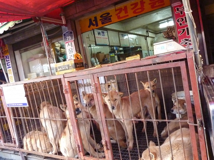 Dog market-Korea-blog crop